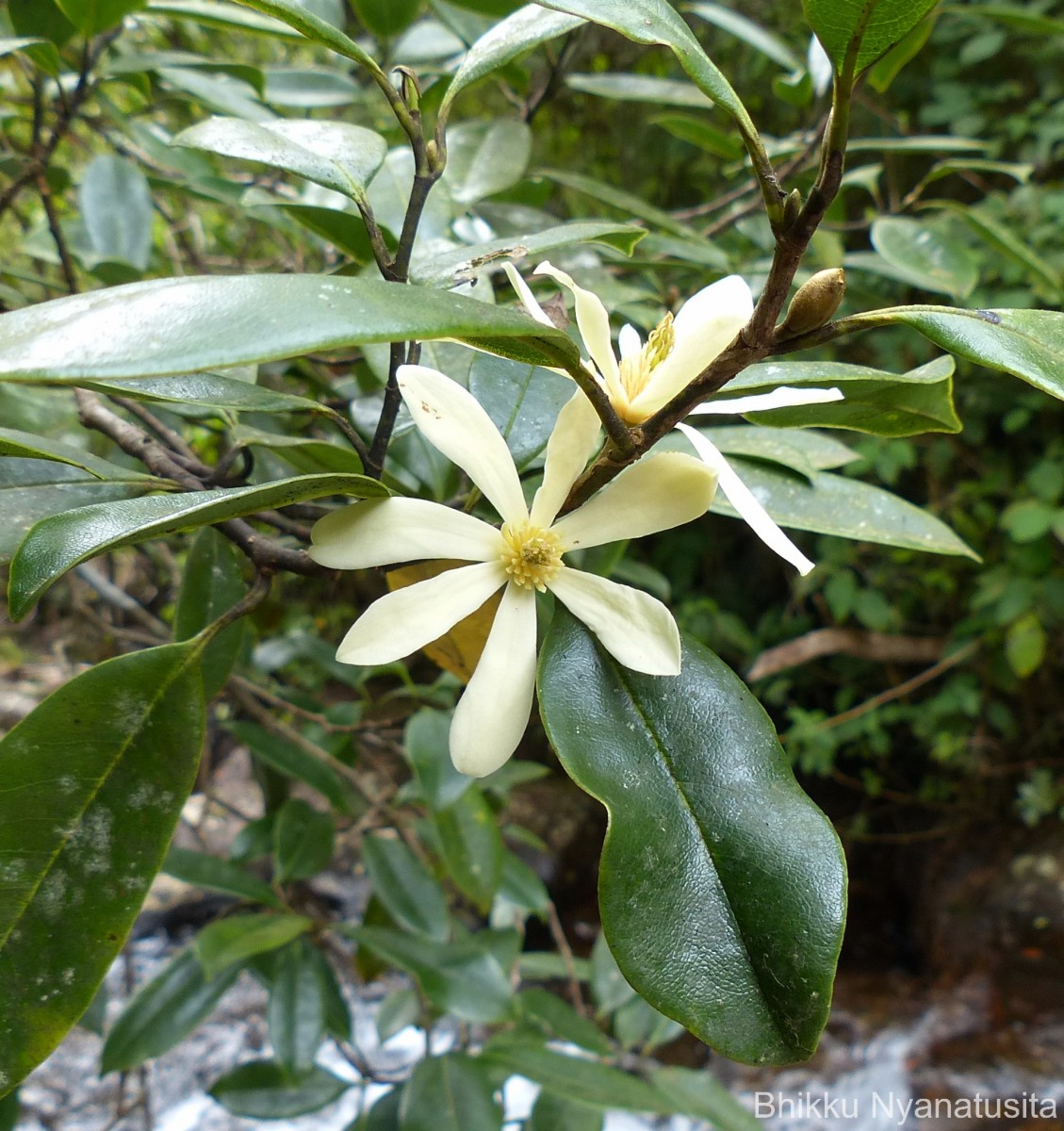 Magnolia nilagirica (Zenker) Figlar